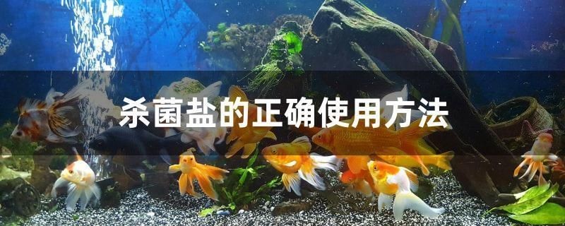 黑帝王魟魚的繁殖技術，關于黑帝王魟魚的繁殖技術