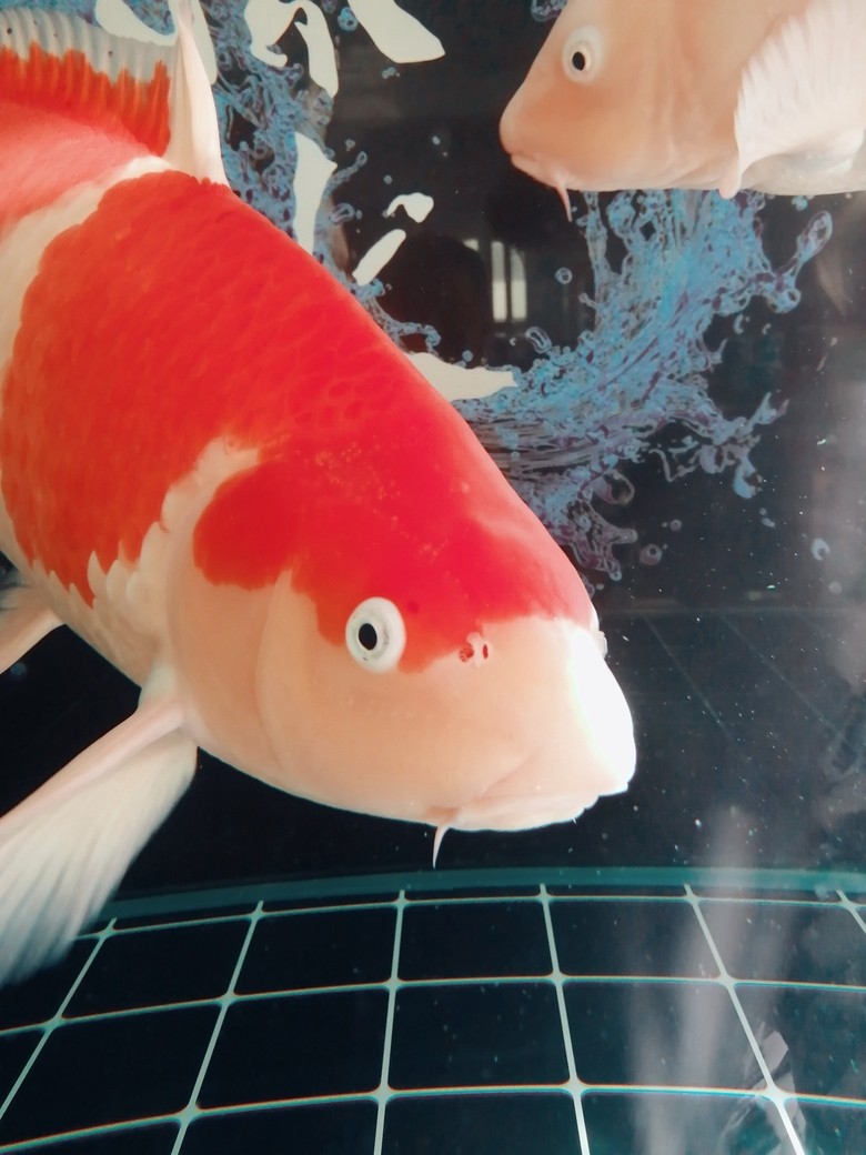 雙十一，網購一年的魚糧，濾棉！