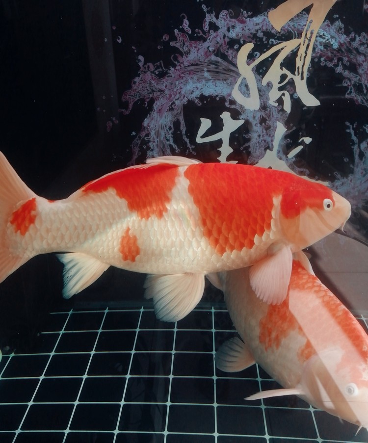 雙十一，網購一年的魚糧，濾棉！