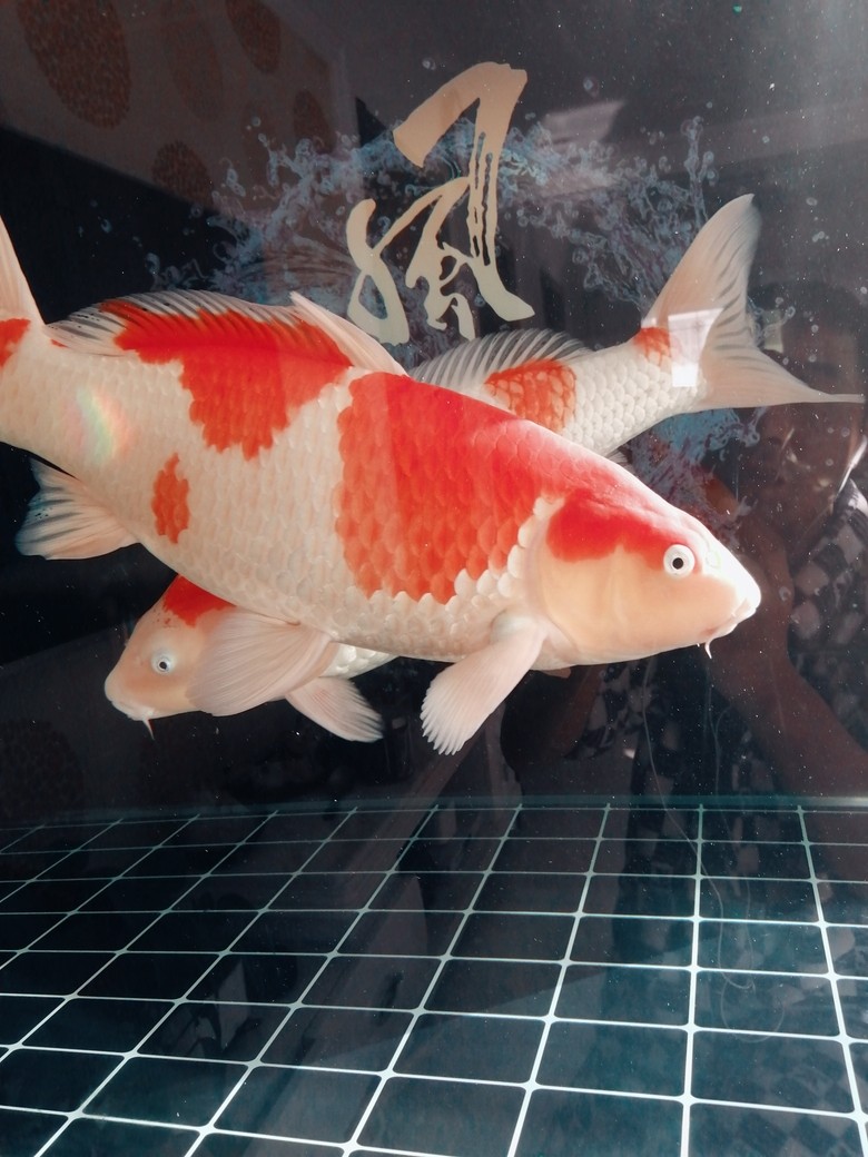 雙十一，網購一年的魚糧，濾棉！