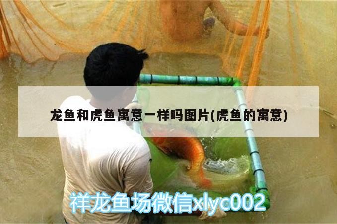 龍魚和虎魚寓意一樣嗎圖片(虎魚的寓意)
