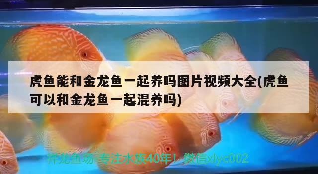 虎魚能和金龍魚一起養(yǎng)嗎圖片視頻大全(虎魚可以和金龍魚一起混養(yǎng)嗎)