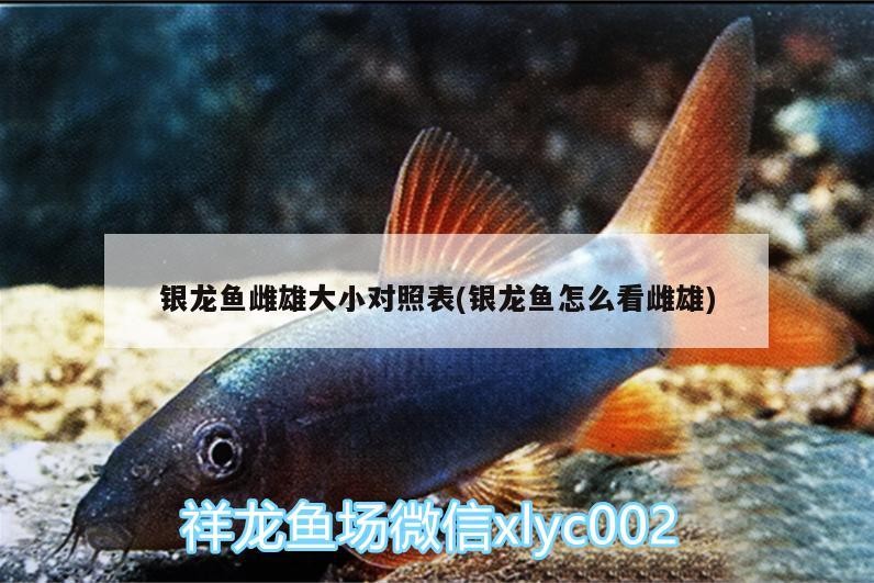 給大魚缸換水的作文:體驗給大魚缸換水的樂趣:體驗給大魚缸換水:給大魚缸換水的作文 銀龍魚雌雄大小對照表(銀龍魚怎么看雌雄) 銀龍魚百科 銀龍魚雌雄大小對照表(銀龍魚怎么看雌雄) 銀龍魚雌雄大小對照表(銀龍魚怎么看雌雄) 銀龍魚百科