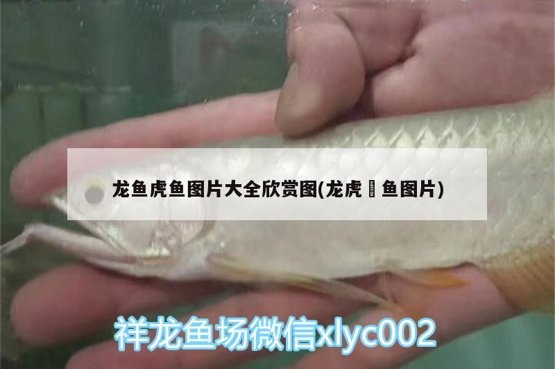 魚缸 龍魚虎魚圖片大全欣賞圖(龍虎魟魚圖片) 虎魚百科 龍魚虎魚圖片大全欣賞圖(龍虎魟魚圖片) 龍魚虎魚圖片大全欣賞圖(龍虎魟魚圖片) 虎魚百科
