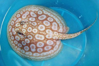 黑帝王魟魚的飼養技巧，黑帝王魟魚是一種受歡迎的觀賞魚