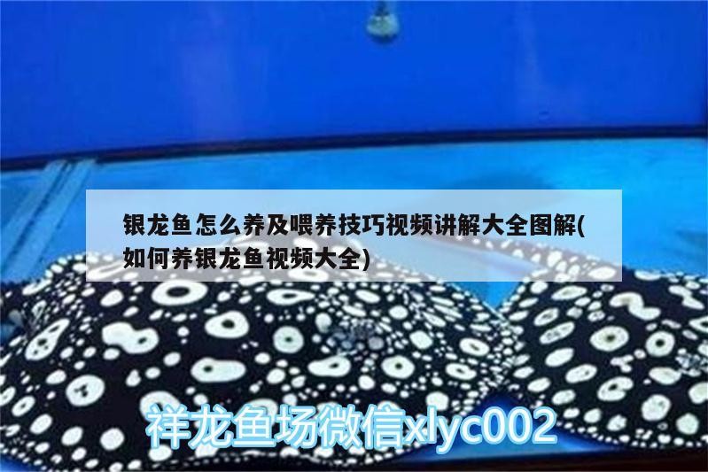 銀龍魚怎么養及喂養技巧視頻講解大全圖解(如何養銀龍魚視頻大全)