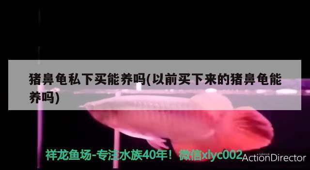 豬鼻龜私下買能養嗎(以前買下來的豬鼻龜能養嗎)