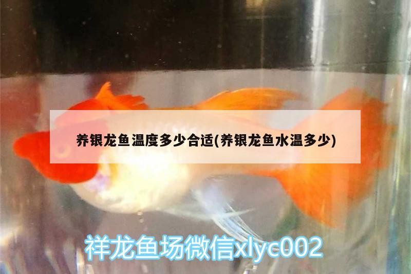 養銀龍魚溫度多少合適(養銀龍魚水溫多少)