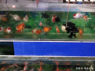 對蝦可以放魚缸嗎：魚缸養(yǎng)蝦的注意事項