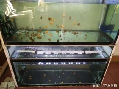 對蝦可以放魚缸嗎：魚缸養(yǎng)蝦的注意事項