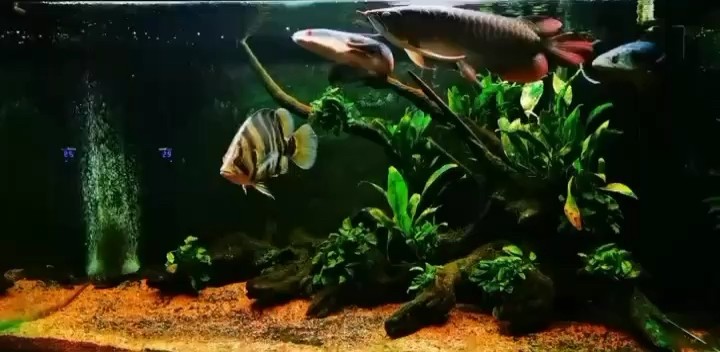 一缸一世界