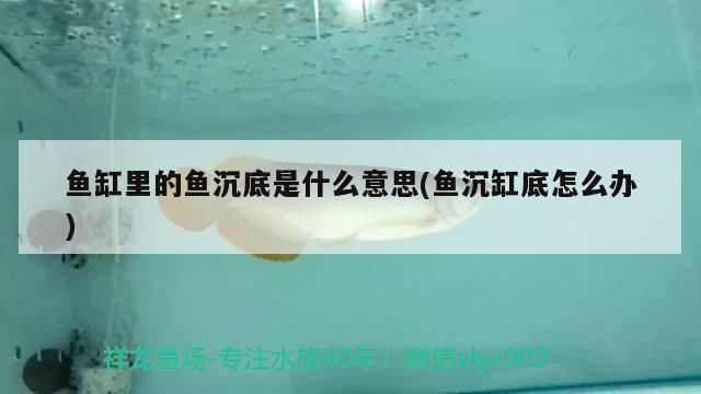 紅龍魚經常在缸底部呆著會怎么樣：紅龍魚經常在缸底部呆著怎么辦