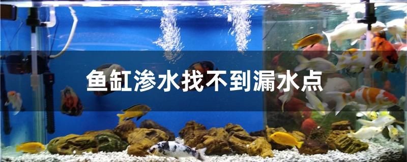 魚缸滲水找不到漏水點(diǎn)怎么辦