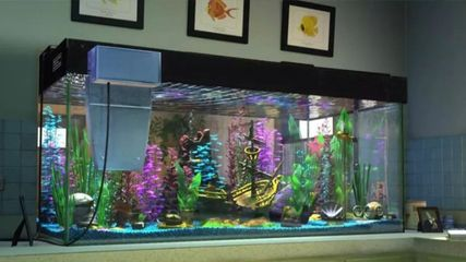 搬家魚缸搬不搬：搬家時魚缸是否需要搬取決于魚缸大小和您的決定