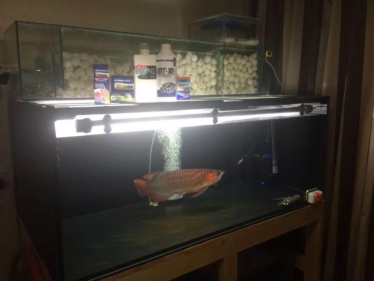 魟魚水族箱布置技巧：魟魚水族箱布置技巧及注意事項