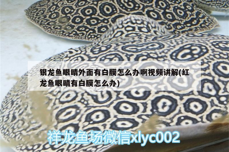 銀龍魚(yú)眼睛外面有白膜怎么辦啊視頻講解(紅龍魚(yú)眼睛有白膜怎么辦)