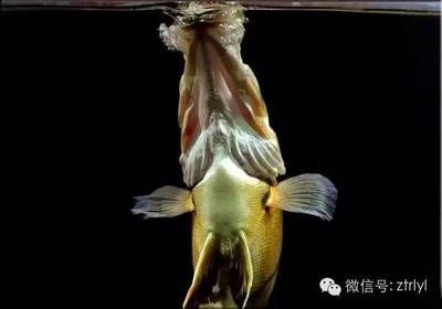 虎魚會吃飼料嗎？：虎魚會吃飼料嗎 虎魚會吃飼料嗎？：虎魚會吃飼料嗎 虎魚百科 第3張