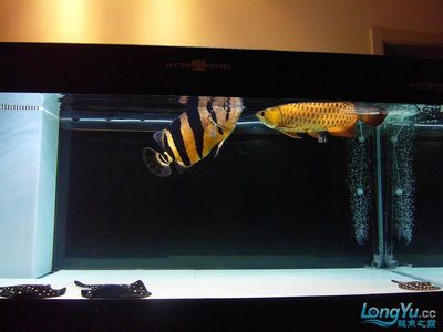 泰國虎魚養出狀態不好的原因是什么：泰國虎魚養出狀態不佳的原因是什么