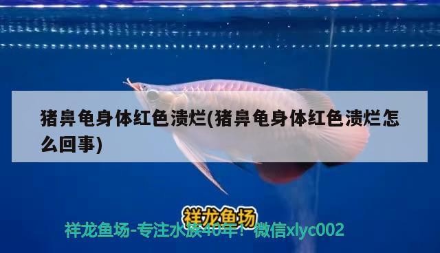 魚缸過濾器選購指南:自制魚缸過濾器魚缸上置過濾器對于養魚愛好者的必備知識 豬鼻龜身體紅色潰爛(豬鼻龜身體紅色潰爛怎么回事) 豬鼻龜百科 豬鼻龜身體紅色潰爛(豬鼻龜身體紅色潰爛怎么回事) 豬鼻龜身體紅色潰爛(豬鼻龜身體紅色潰爛怎么回事) 豬鼻龜百科