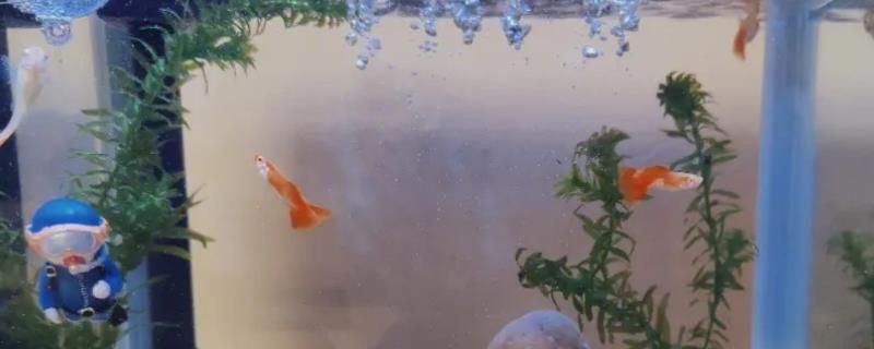 大魚缸可以不換水嗎為什么：大魚缸可以做到長(zhǎng)時(shí)間不換水嗎？