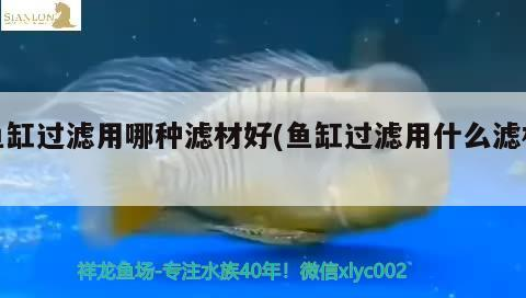 豬鼻龜需要過水嗎視頻教程(豬鼻龜入缸前如何過水) 豬鼻龜百科 第1張 豬鼻龜需要過水嗎視頻教程(豬鼻龜入缸前如何過水) 豬鼻龜需要過水嗎視頻教程(豬鼻龜入缸前如何過水) 豬鼻龜百科 第1張