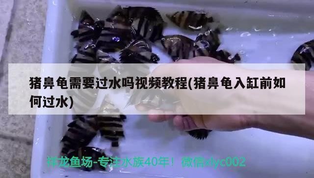 豬鼻龜需要過水嗎視頻教程(豬鼻龜入缸前如何過水) 豬鼻龜百科 第2張 豬鼻龜需要過水嗎視頻教程(豬鼻龜入缸前如何過水) 豬鼻龜需要過水嗎視頻教程(豬鼻龜入缸前如何過水) 豬鼻龜百科 第2張