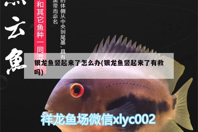 銀龍魚豎起來了怎么辦(銀龍魚豎起來了有救嗎)