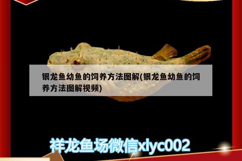 銀龍魚幼魚的飼養方法圖解(銀龍魚幼魚的飼養方法圖解視頻)