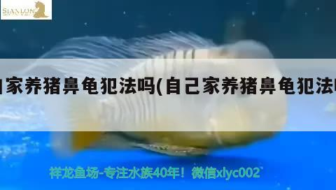 龍魚干蝦有營養嗎 自家養豬鼻龜犯法嗎(自己家養豬鼻龜犯法嗎) 豬鼻龜百科 自家養豬鼻龜犯法嗎(自己家養豬鼻龜犯法嗎) 自家養豬鼻龜犯法嗎(自己家養豬鼻龜犯法嗎) 豬鼻龜百科