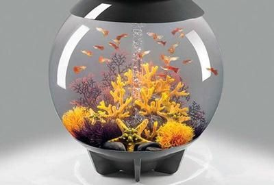 出售低價魚缸合法嗎：出售低價魚缸合法嗎？