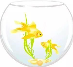 出售低價魚缸合法嗎：出售低價魚缸合法嗎？