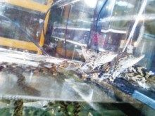 出售低價魚缸合法嗎：出售低價魚缸合法嗎？