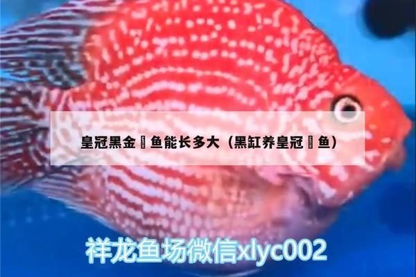 黑金魟魚繁殖成功率提升方法，黑金魟魚的繁殖成功率提升方法 黑金魟魚繁殖成功率提升方法，黑金魟魚的繁殖成功率提升方法 魟魚百科 第4張