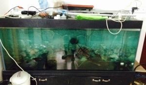 超白魚缸有劃痕怎么辦呢：處理超白魚缸劃痕的方法 超白魚缸有劃痕怎么辦呢：處理超白魚缸劃痕的方法 魚缸百科 第3張