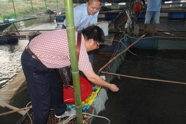 魟魚飼料中蛋白質含量標準，魟魚飼料中的蛋白質含量標準[需手動填充]魚飼料蛋白質含量標準 魟魚飼料中蛋白質含量標準，魟魚飼料中的蛋白質含量標準[需手動填充]魚飼料蛋白質含量標準 魟魚百科 第1張