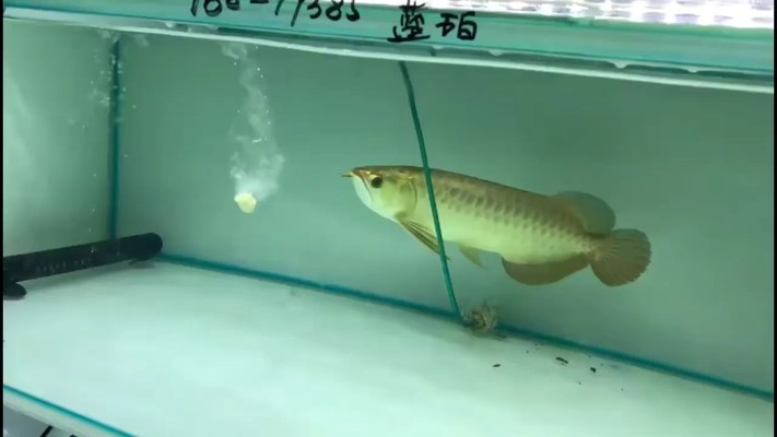 藍底過背金龍魚圖片 藍底過背金龍魚圖片 龍魚百科 第4張
