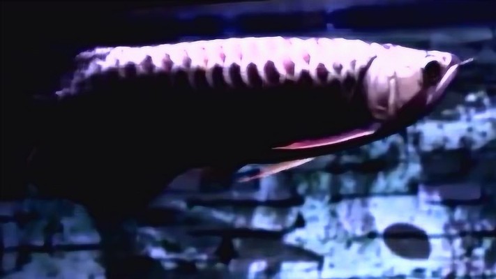 藍底過背金龍魚圖片 藍底過背金龍魚圖片 龍魚百科 第5張