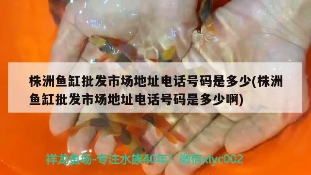 株洲魚缸批發市場地址電話號碼是多少(株洲魚缸批發市場地址電話號碼是多少啊)
