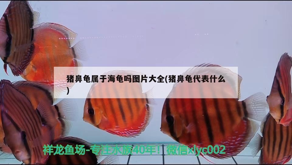 豬鼻龜屬于海龜嗎圖片大全(豬鼻龜代表什么) 豬鼻龜屬于海龜嗎圖片大全(豬鼻龜代表什么) 豬鼻龜百科