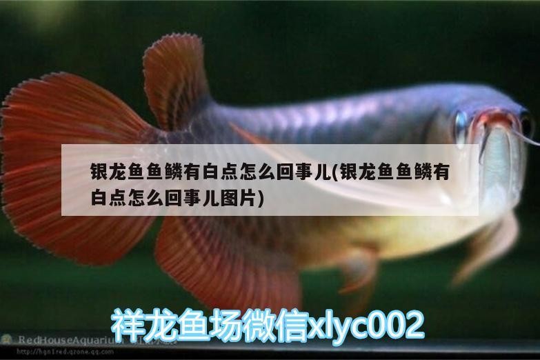 銀龍魚魚鱗有白點怎么回事兒(銀龍魚魚鱗有白點怎么回事兒圖片)