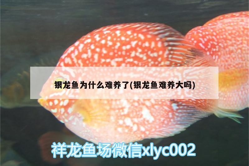 銀龍魚為什么難養了(銀龍魚難養大嗎)