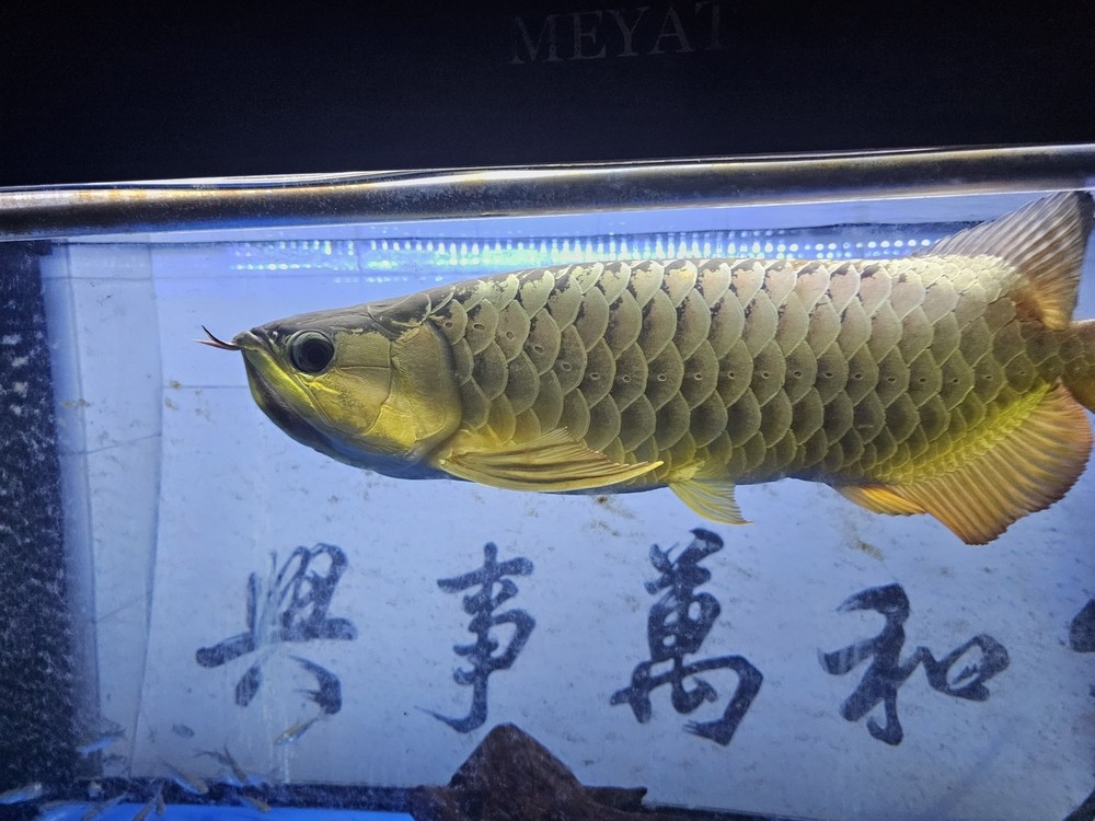 好久沒來看看了