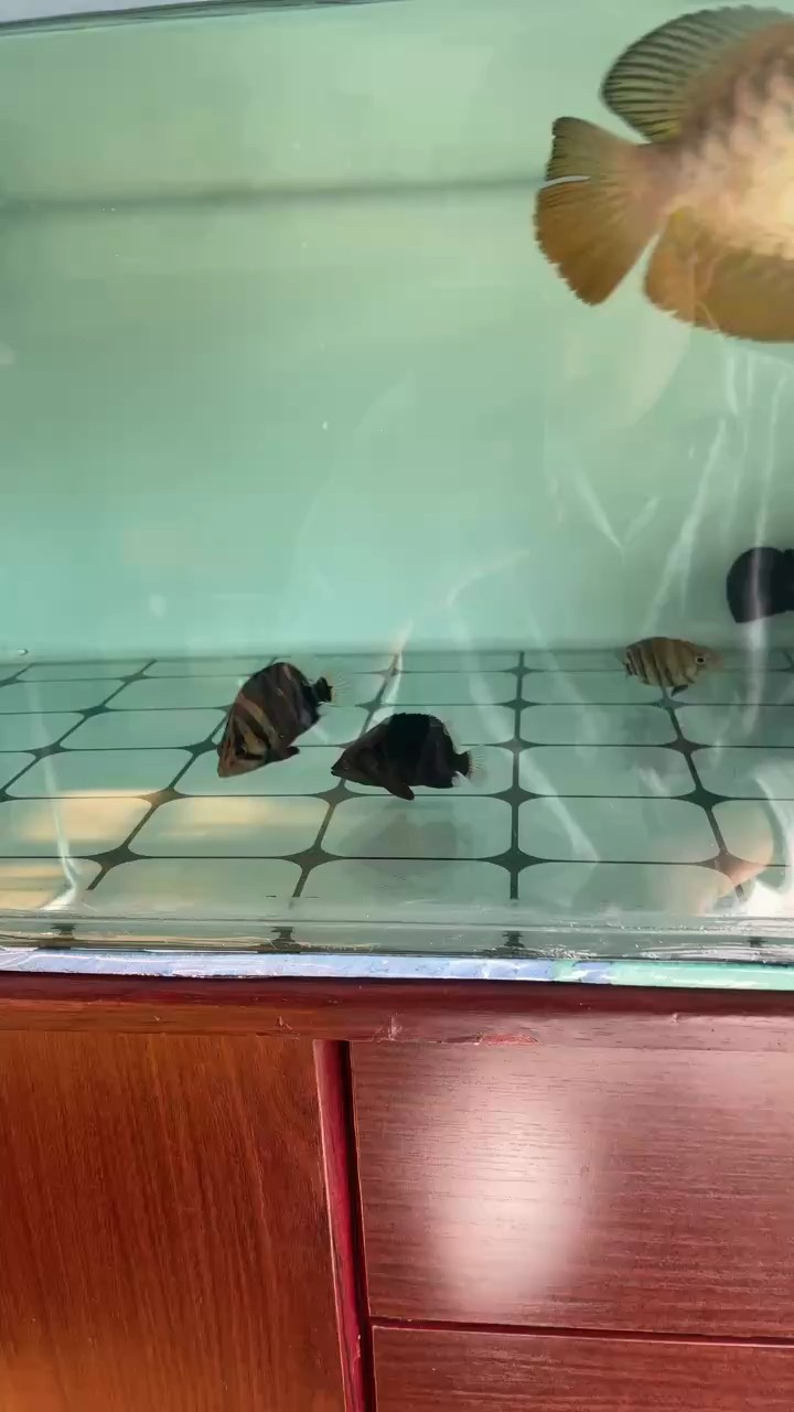 今天是11月26號 撤掉隔板混養留念