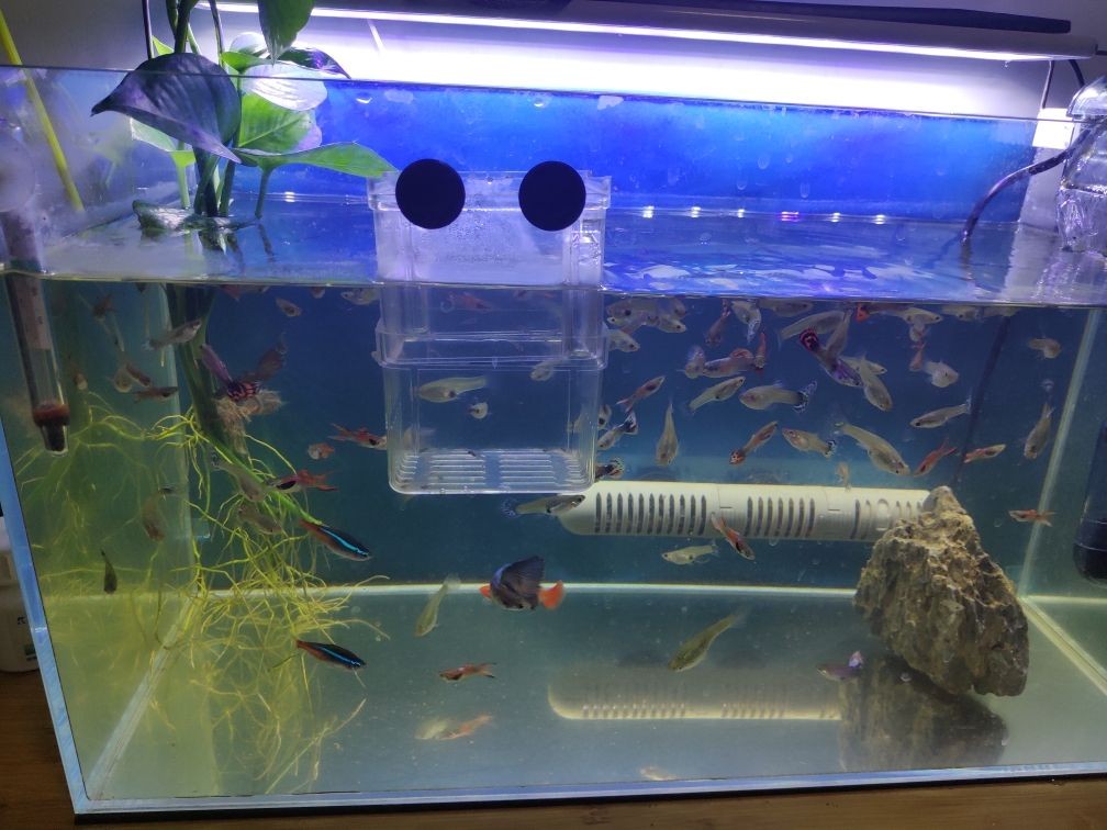白色魚缸適合養什么魚：白色魚缸適合在白色魚缸中飼養的幾種魚類