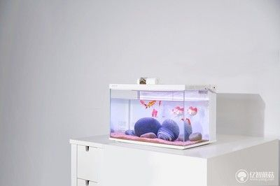 白色魚缸適合養什么魚：白色魚缸適合在白色魚缸中飼養的幾種魚類