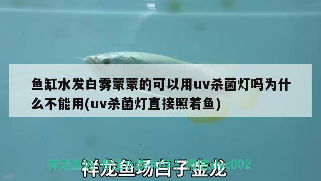 魚(yú)缸水發(fā)白霧蒙蒙的可以用uv殺菌燈嗎為什么不能用(uv殺菌燈直接照著魚(yú)) 魚(yú)缸水發(fā)白霧蒙蒙的可以用uv殺菌燈嗎為什么不能用(uv殺菌燈直接照著魚(yú)) 森森魚(yú)缸