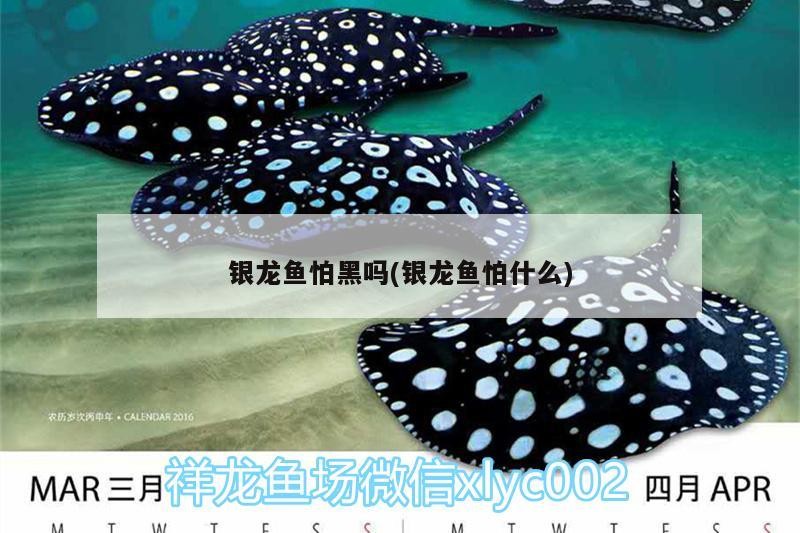 銀龍魚怕黑嗎(銀龍魚怕什么)