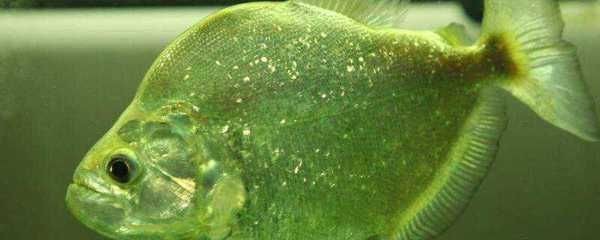 虎魚皮膚病：如何治療虎魚皮膚病