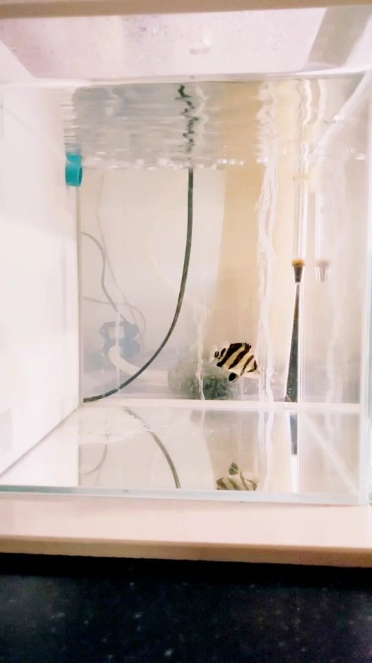 虎魚互動來一波