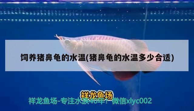 飼養豬鼻龜的水溫(豬鼻龜的水溫多少合適)